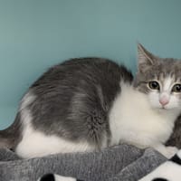 Ancélia, chatte à adopter