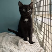 SAMMY, chat à adopter
