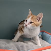ALADIN, chat à adopter
