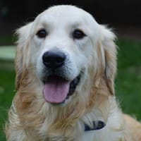 COCO CHAO, chien à adopter