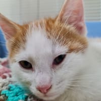 ZIO, chat à adopter