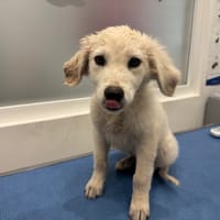 ODIN, chien à adopter