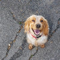 POLY, chienne à adopter