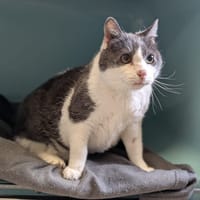 FELIX, chat à adopter