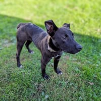 BOOMER, chien à adopter