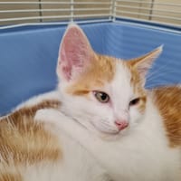 COLIN, chat à adopter