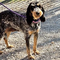 ELAIN, chienne à adopter