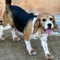FEYRE, chienne à adopter