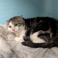 OUPS, chat à adopter