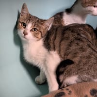 Popeline, chatte à adopter