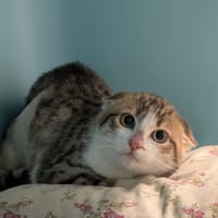 GLADYS, chatte à adopter