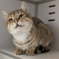 MEÏKO, chat à adopter