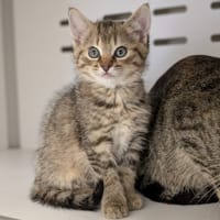 FIESTA, chatte à adopter
