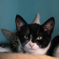 ORIGANA, chatte à adopter