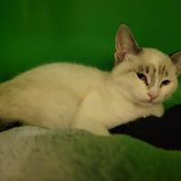 ARTEMIS PAB28046, chatte à adopter