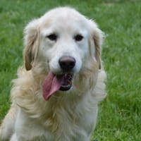 MACADAMIA CHAO, chien à adopter