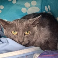 PAELA, chat à adopter