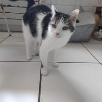 MICKEY, chat à adopter