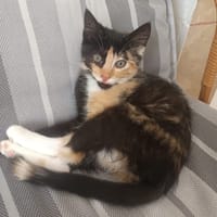 EVOLI, chatte à adopter