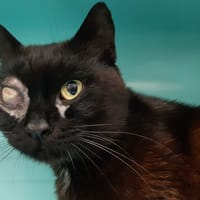 Cyborgne, chat à adopter