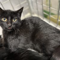 AZZURA, chatte à adopter