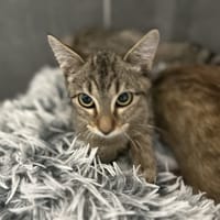 CREVETTE, chat à adopter