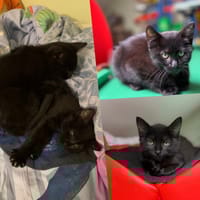 KONA CHA, chat à adopter