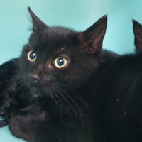 RAYMOND CHA, chat à adopter
