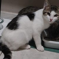 AZZARO, chat à adopter