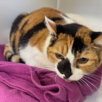 BELLE, chatte à adopter