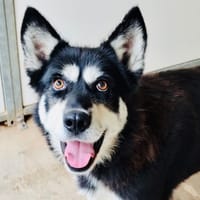 UZURI, chienne à adopter