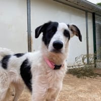 CHANCE, chienne à adopter
