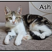 ASH (réservé), chat à adopter