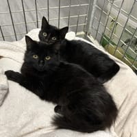 ACACIA, chatte à adopter