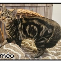 BORNEO, chat à adopter