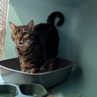 Angel, chatte à adopter