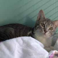 ALEXIA, chatte à adopter