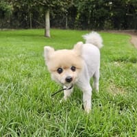 Balou, chien à adopter