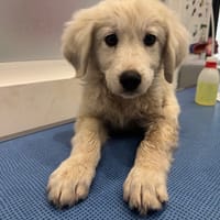 OURAL, chien à adopter