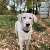 ESPOIR, chien à adopter
