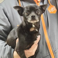 LUFFY, chien à adopter
