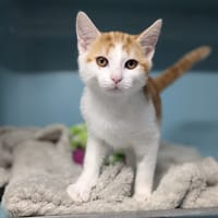 ROMY, chatte à adopter
