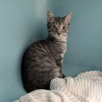 FRED, chat à adopter