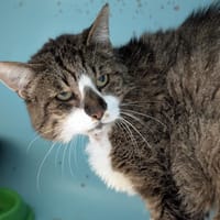 DJEDAÏ, chatte à adopter