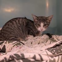 MOLLY, chatte à adopter