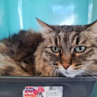 DRINOUSE, chatte à adopter