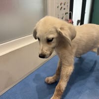 AURORE, chienne à adopter