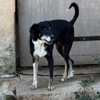 NESTA, chienne à adopter