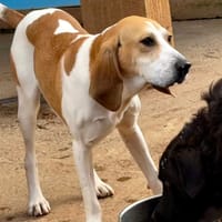 JAMBO, chien à adopter