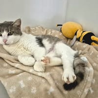 ARIETTA, chatte à adopter